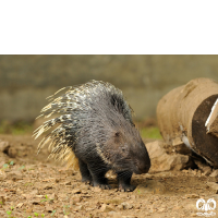 گونه تشی Indian Crested Porcupine